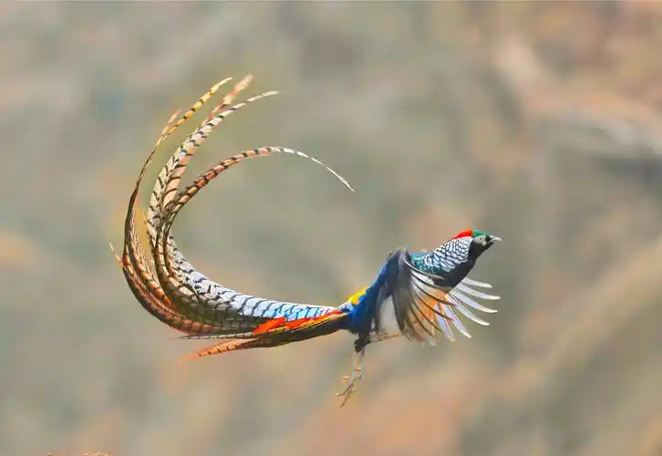 白腹锦鸡—2018.1.7石家庄平山县拍摄