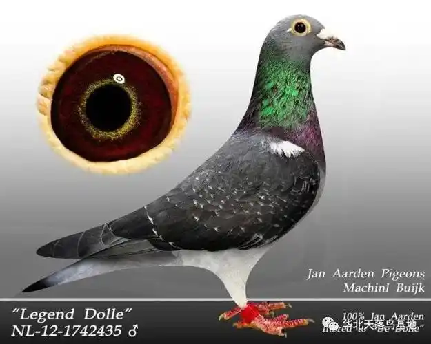 【图集】杨阿腾鸽眼赏析