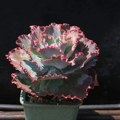 西童蓝色妖姬多肉植物超大单头法国皇后包菜系列多肉植物