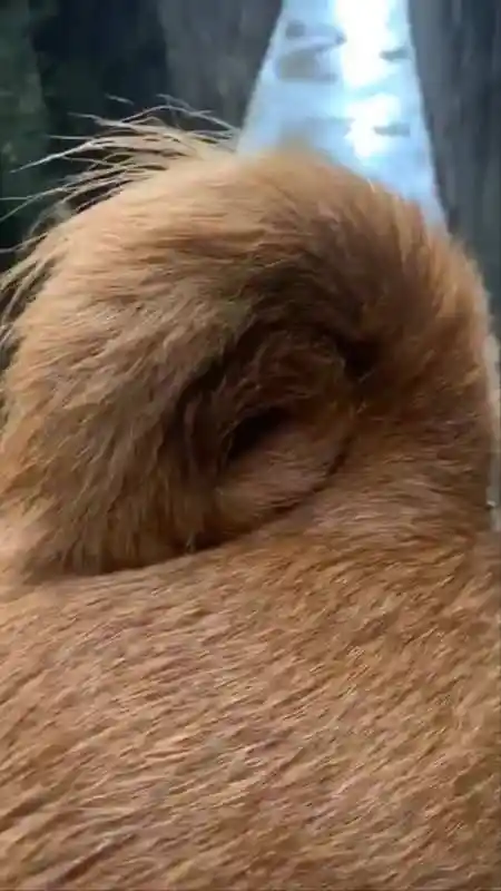 金钱尾在土狗里来说是旺财狗-度小视