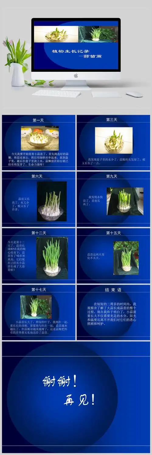 植物生长记录-蒜苗篇ppt模板