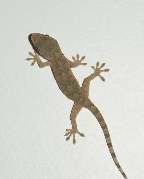 房间有小壁虎怎么办会不会咬人,壁虎会咬人吗,壁虎有毒吗图2