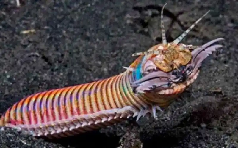 【精彩片段】博比特虫捕食扁背鲀,章鱼甚至毒鲉!守株待兔的海洋猎手!