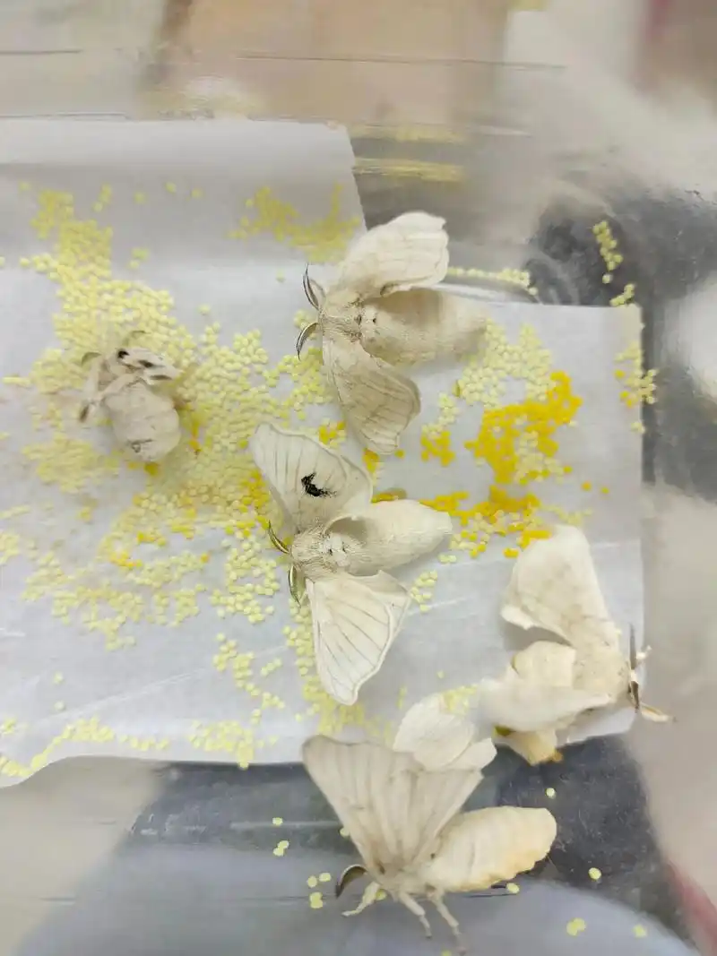 养蚕日记 #蚕卵 今天看到好漂亮的蚕卵,很多的蚕卵刚产下来 - 兑趑