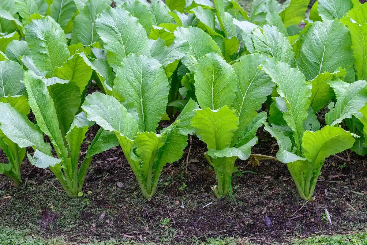 芥菜有多少种?芥菜的四个种类