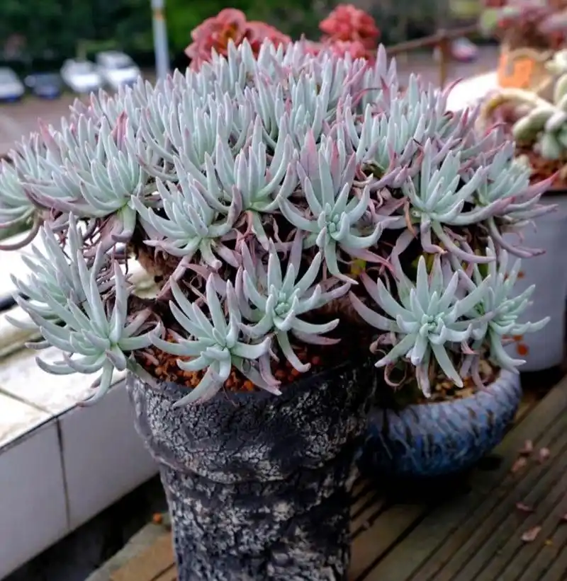 认识多肉第40天——爱杜丽丝 爱杜丽丝,景天科仙女杯属的多肉植物.