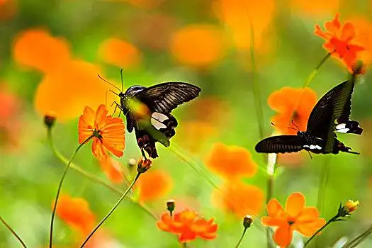 两只蝴蝶在花丛中飞舞
