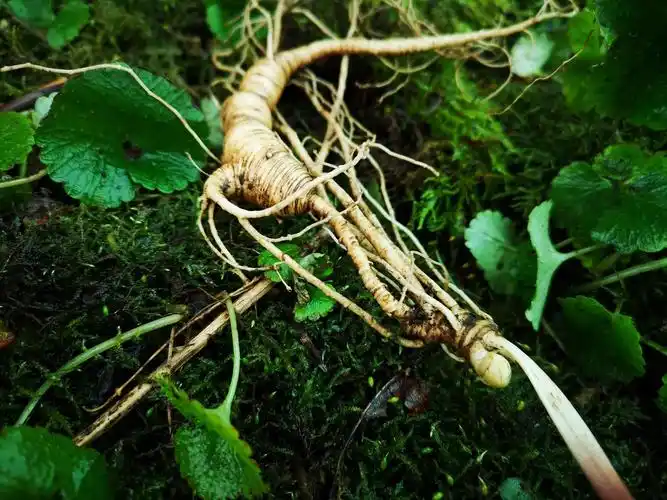 人参怎么吃人参的吃法很重要吃对了效果才更好