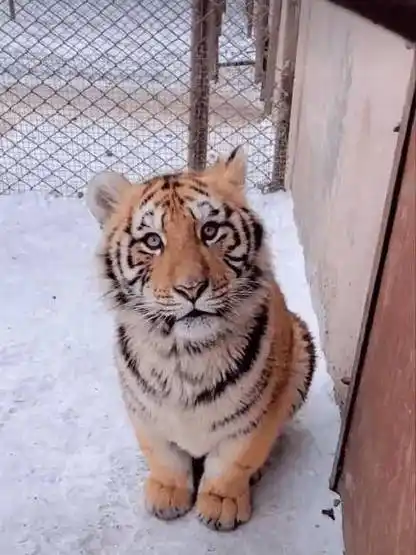 性格内向,害怕暴力的小老虎因太能吃遭饲养员排挤!游客:举报!