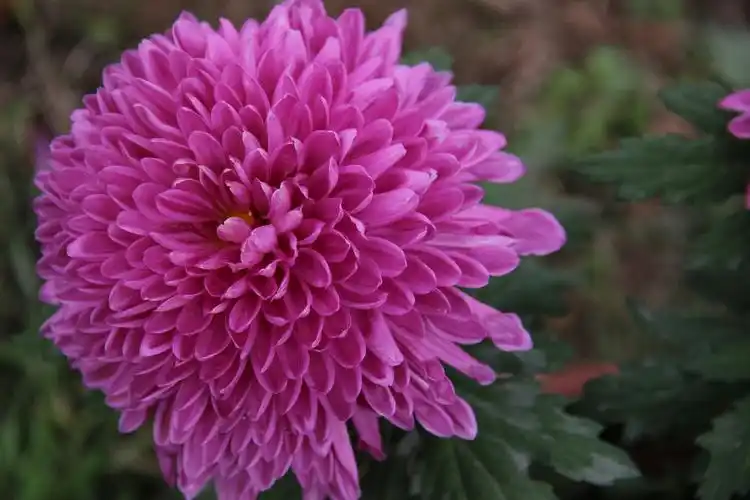 麦积区马跑泉公园菊花展游记