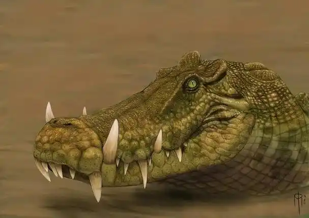 最大的鳄鱼尼罗鳄(长着野猪獠牙的白垩纪鳄鱼)(20)