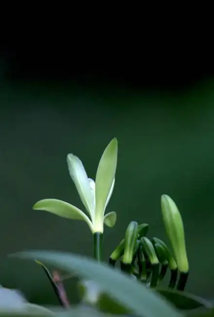 香荚兰～香草兰