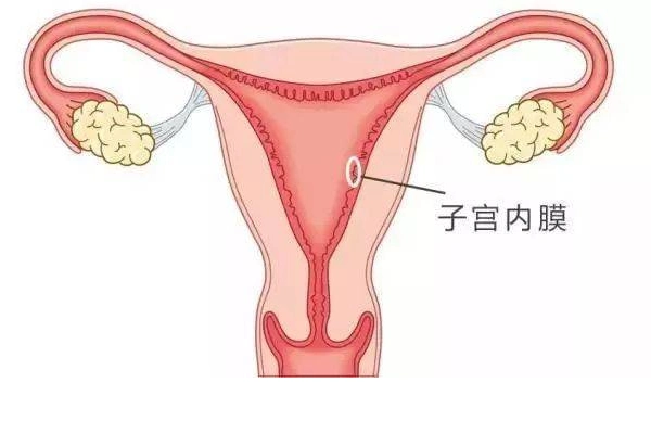 基底层受损内膜仅有06厘米还会长吗