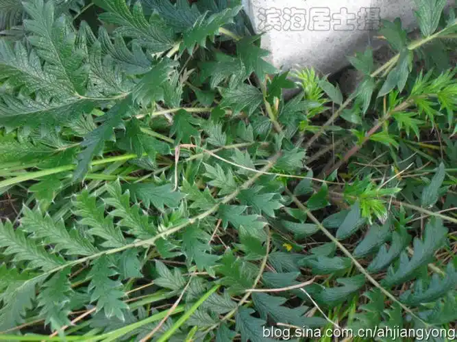 翻白草图片和介绍