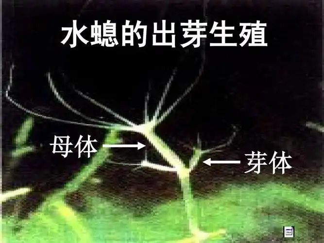 水螅的出芽生殖 母体 芽体