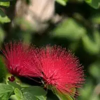 娇艳的红色合欢花美醉了红色花朵图片头像