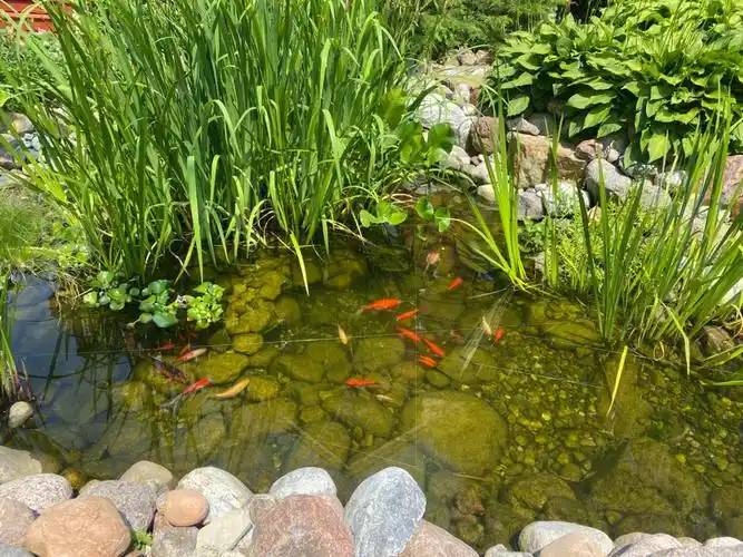 私家小池塘好美