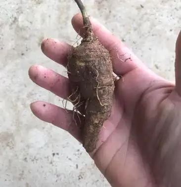 野生奶参四叶参山海螺养生滋补佳品