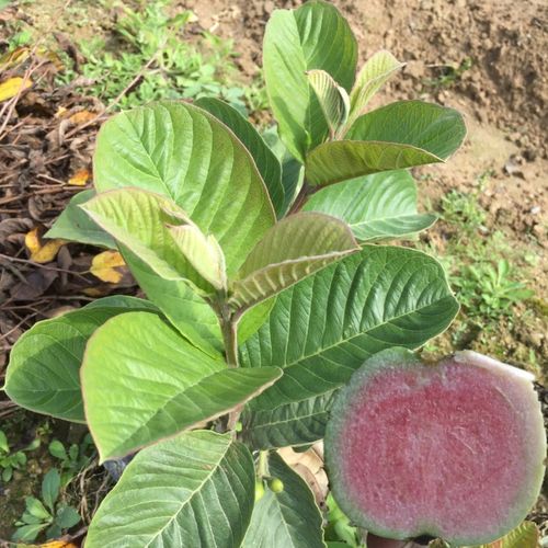 台湾新品种红宝石无籽少籽西瓜芭乐苗红心无籽番石榴苗当年挂果