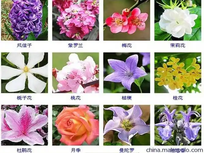 生物有机花肥料种花肥料花卉宝居家园林花卉通用必备有机肥料众科