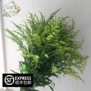 新鲜黄莺草鲜花玫瑰情人节搭配婚礼婚庆云南直发空运包邮