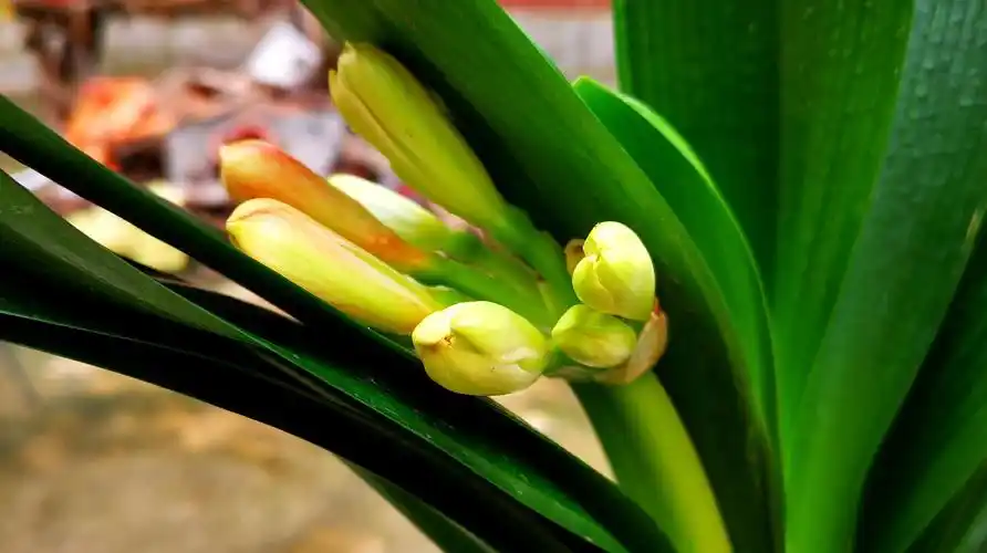 君子兰冒出花苞时,做好3点,开花多,花期又持久