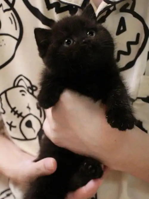 纯黑英短宝宝待预订拉