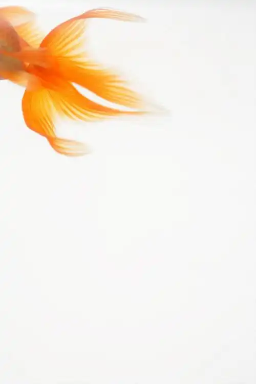 游泳,无人,竖图,室内,白天,白色背景,仰视,一条,金鱼,鱼,鱼类,橙色
