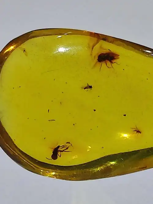 虫珀坠子象鼻虫啮虫和蚂蚁