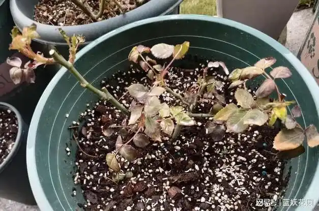 早春月季新芽蔫了怎么回事?这3点原因,后悔没早点知道