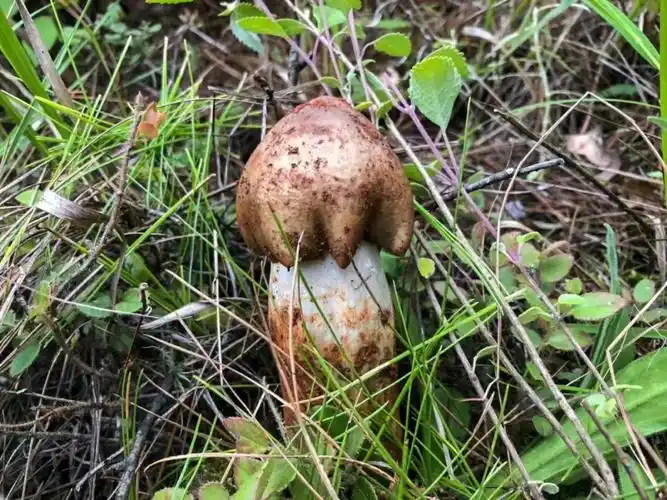 头水精品鸡枞除了贵没别的毛病