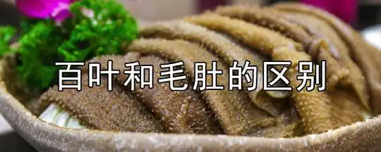 百叶和毛肚有什么区别百叶和毛肚是牛的哪个部位