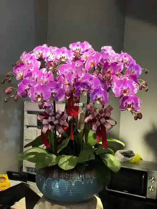 蝴蝶兰盆栽客定藏宝图12株盆