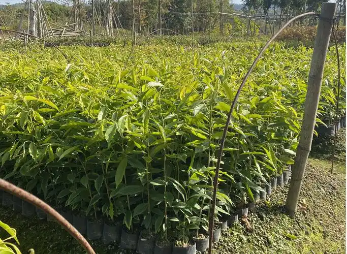 祉鹿金丝楠木树苗名贵树苗正宗金丝楠木海南沉香苗小叶紫檀绿化树苗