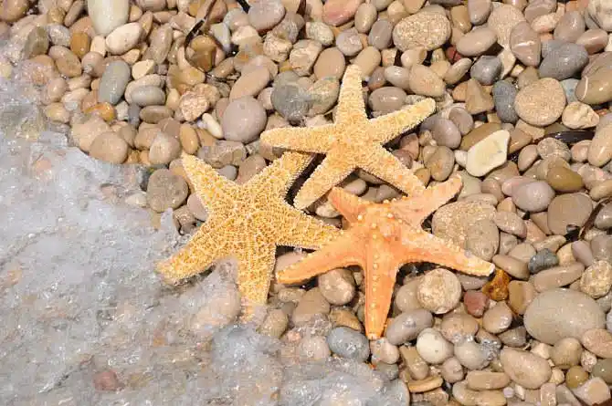 海星图片_图片大全