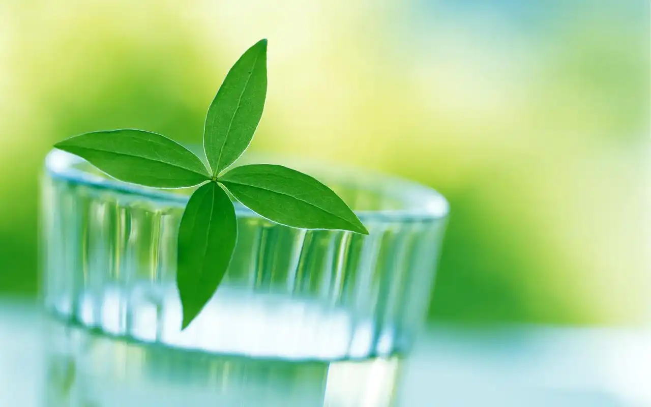 唯美小清新高清护眼植物桌面壁纸下载