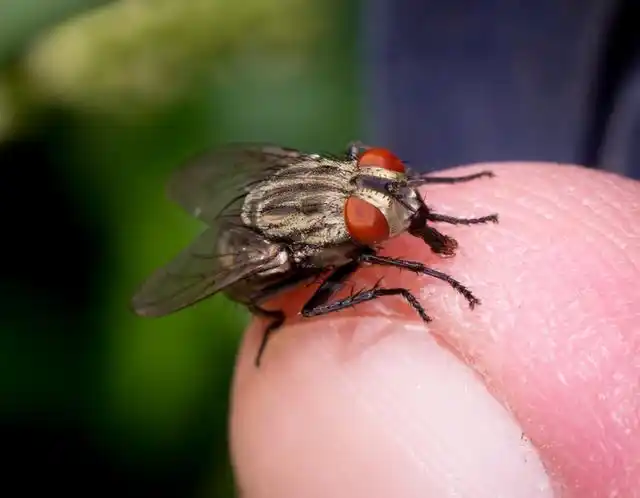 夏天苍蝇多用粘蝇纸傻教你个绝招只要10分钟苍蝇消灭干净