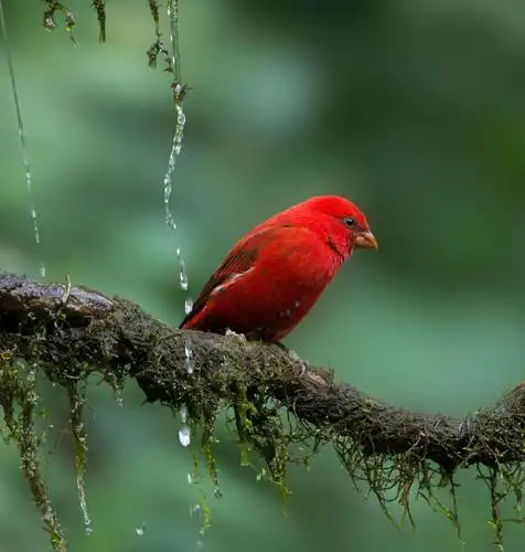 百鸟之王……鹥(凤凰),太阳神鸟