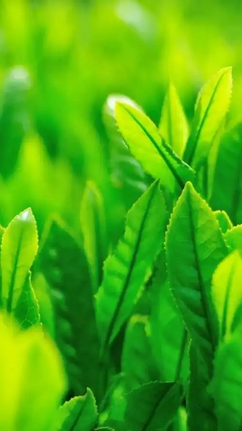 绿色背景图,绿色背景图卡通(护眼壁纸:绿色清新背景图)