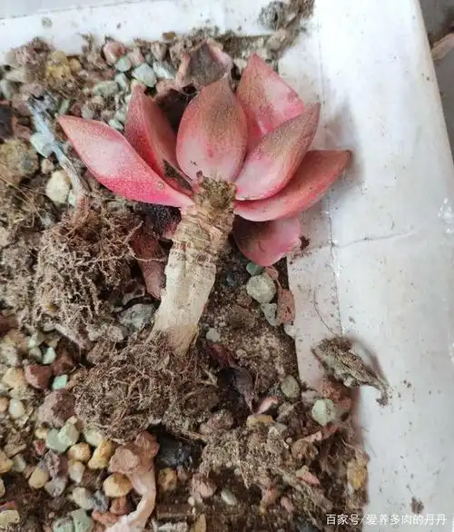 夏天要来了,多肉黑腐该如何抢救,请看这里