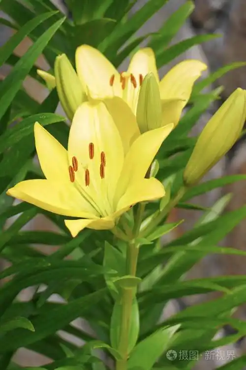 一丛黄色百合花叶子上有美丽明亮的花朵绿色的茎上有多汁的树叶