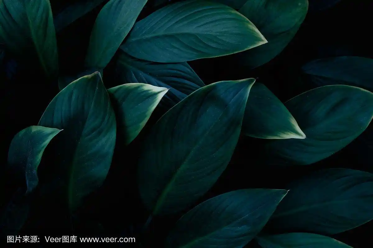 绿叶纹理的特写自然视图,深色壁纸的概念