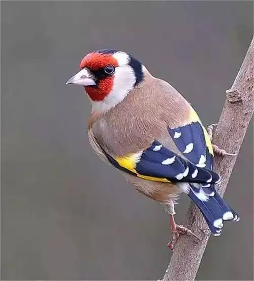 世界上罕见的鸟和鱼