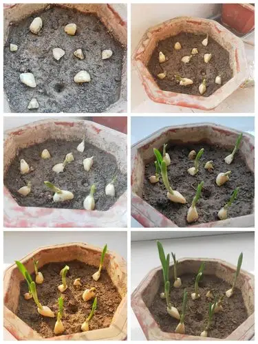 它每天都在发生变化,小蒜苗一天天在成长!