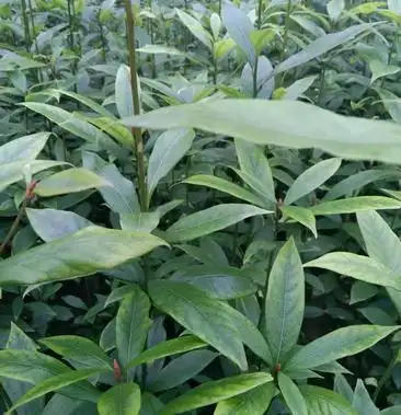 [楠木苗批发]四川金丝楠袋装小苗,根系发达,苗木健壮,成活率高价格1.