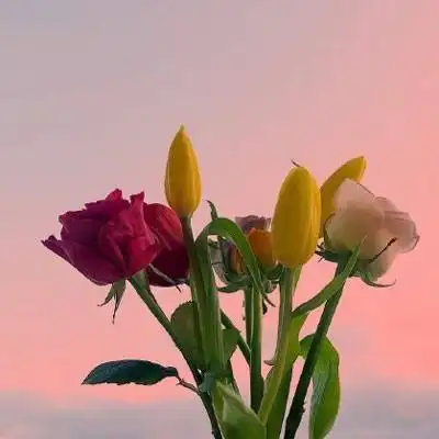 鲜花头像图片大全花束高清好看的头像