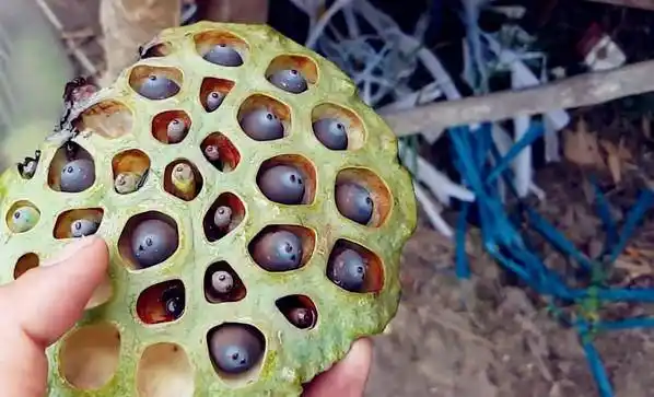 估计有密集恐惧症的人看了肯定害怕死了,这密密麻麻的东西是怎么一