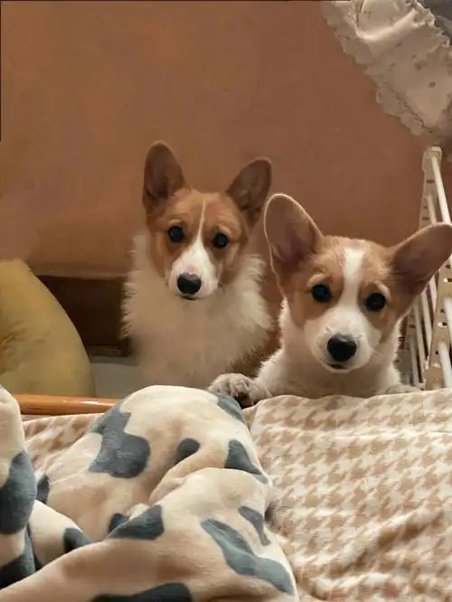 柯柯无毛的瘦瘦基#柯基