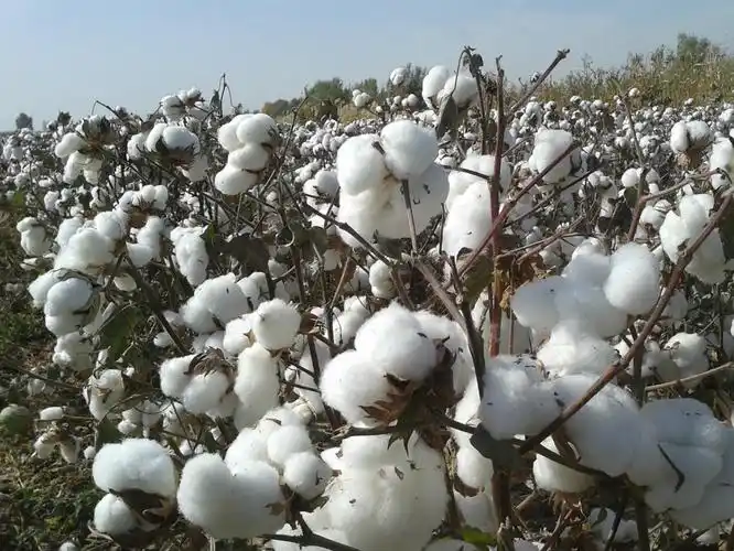 厂家直销新疆高产棉花 机采棉棉花种子 批发华农16号棉花种子图片