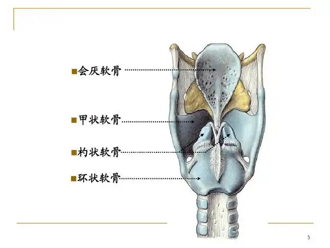 [局部解剖学]颈部ppt